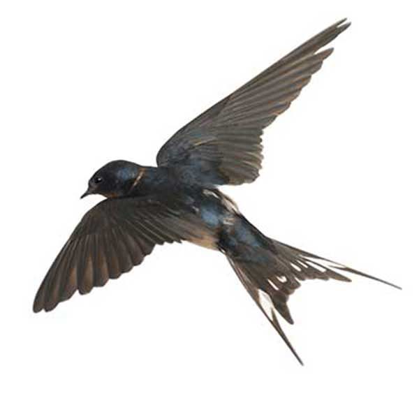 Swallow Bird Control Removal Las Vegas Henderson Nevada