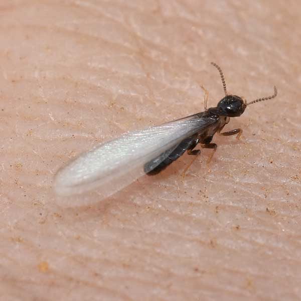 3 Winged Bugs That Look Like Flying Termites - vrogue.co