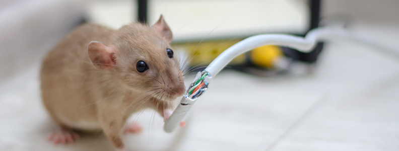 The Problems with Mice | Pest Control Inc - Las Vegas NV