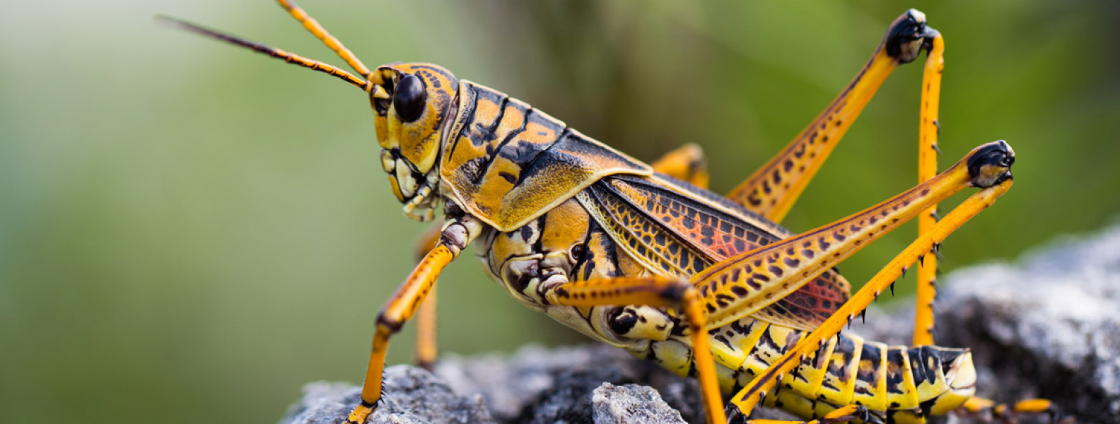 What Happens to Grasshoppers in Winter? | Pest Control Inc