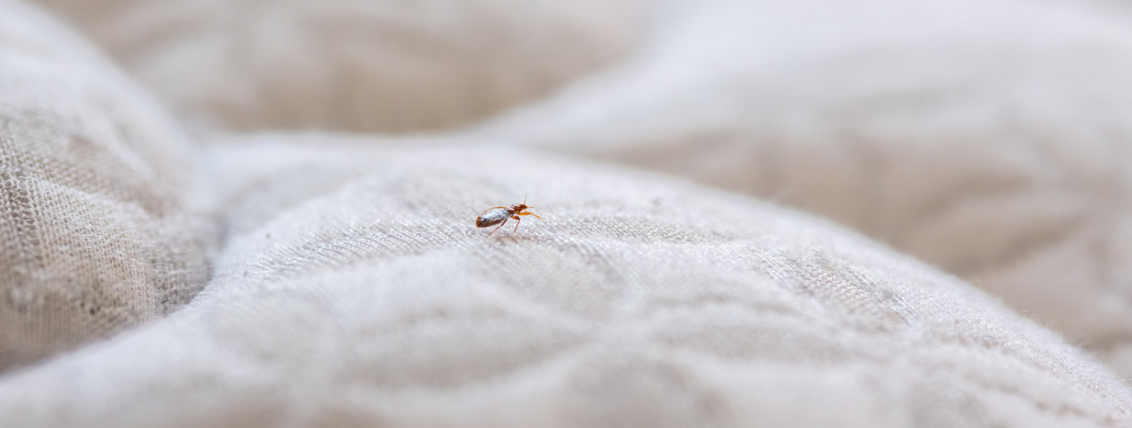 Bed Bugs Increase in Las Vegas Despite Pandemic Pest Control Inc