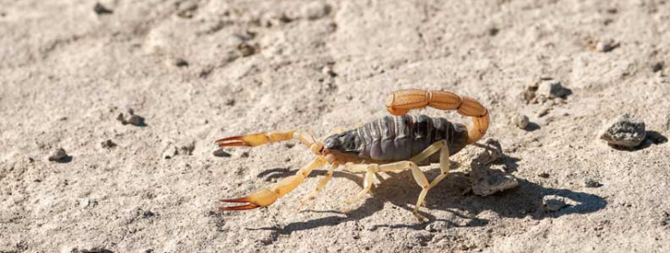 Common Pests in Las Vegas | Las Vegas Pests | Pest Control Inc.